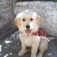 Esta foto es de cuando Danna tenía solo 2 meses y medio, fue tomada para el 18 de septiembre del 2010... Sale hermosa...